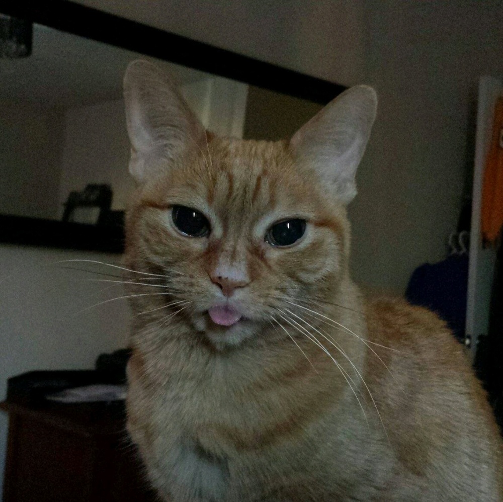 Meet your Posher, Steve